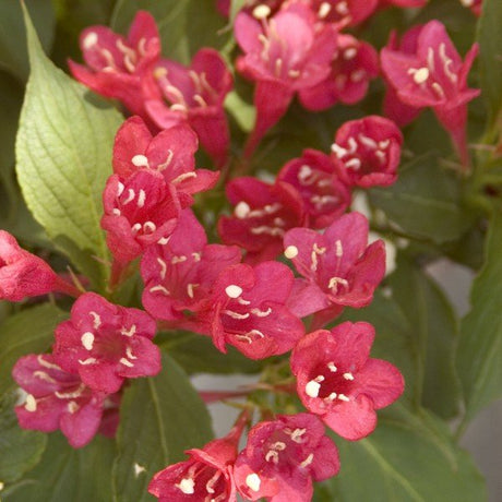 Close-up of red weigela flowers on Red Prince Weigela Shrub blooming in late spring to early summer to early fall.