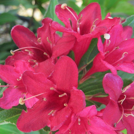 Deciduous foliage of Red Prince Weigela Shrub (Weigela florida 'Red Prince') in a garden setting.