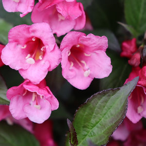 Sonic Bloom® Wine Weigela