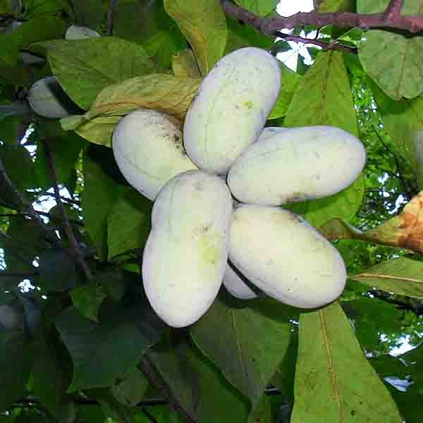 Wells Pawpaw Tree - Nature Hills Nursery - #1 Container - 