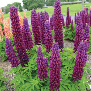 Proven Winners® Westcountry™ Masterpiece Lupine Mass Planting