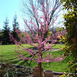 Western Redbud Tree - Nature Hills Nursery - #1 Container - 