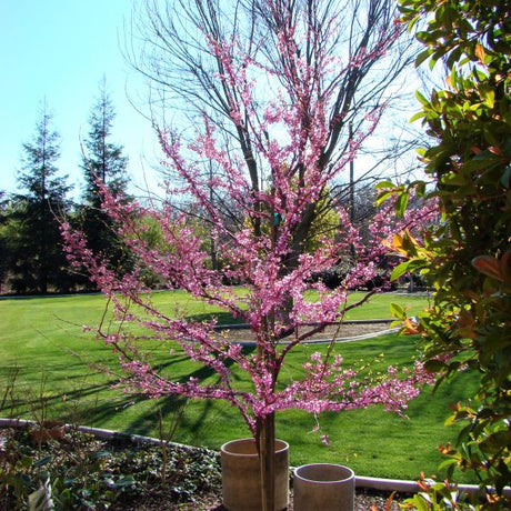 Western Redbud Tree - Nature Hills Nursery - #1 Container - 