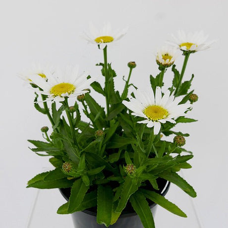 Western Star&trade; Leo Shasta Daisy - Nature Hills Nursery - 2.5 Quart Container 2 Pack - 