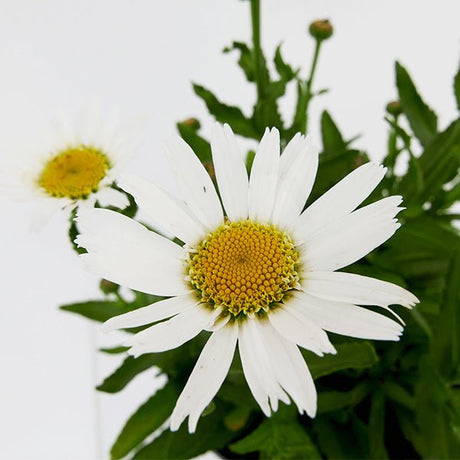 Western Star&trade; Leo Shasta Daisy - Nature Hills Nursery - 2.5 Quart Container 2 Pack - 