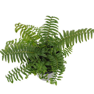 Western Sword Fern - Nature Hills Nursery - #1 Container - 