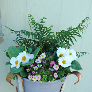 Western Sword Fern - Nature Hills Nursery - #1 Container - 