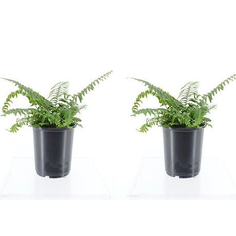 Western Sword Fern