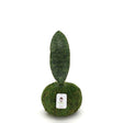 Whale Fin Sansevieria Kokedamas - Nature Hills Nursery - 6 Inch Moss Ball - 