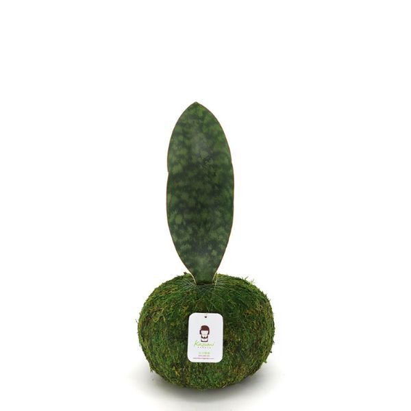 Whale Fin Sansevieria Kokedamas - Nature Hills Nursery - 6 Inch Moss Ball - 