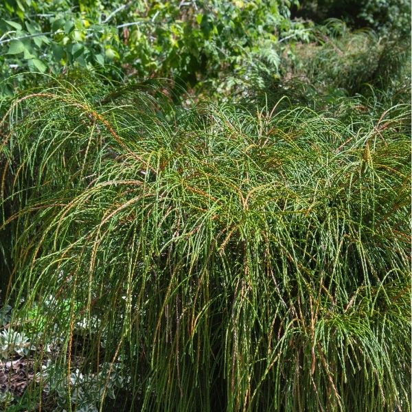 Detail view of Whipcord Western Red Cedar (Thuja plicata 'Whipcord') showing plant structure and foliage.