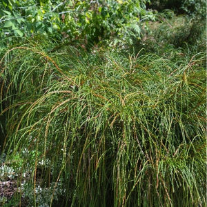 Detail view of Whipcord Western Red Cedar (Thuja plicata 'Whipcord') showing plant structure and foliage.