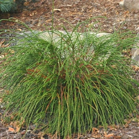 Whipcord Western Red Cedar (Thuja plicata 'Whipcord'), a shrub featuring evergreen and columnar, dense form.