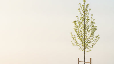 Spruce Tree Identification Guide