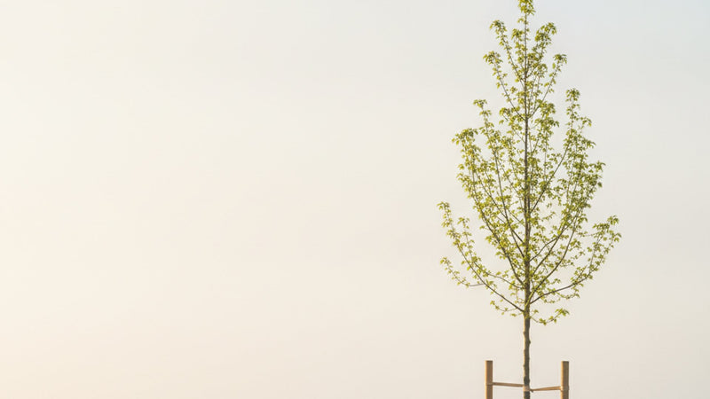 Young staked tree on a misty lawn in soft morning light with open sky beside it