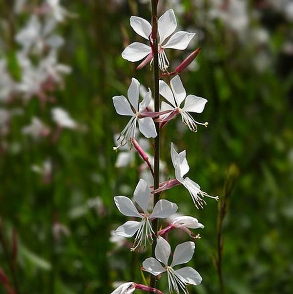 Whirling Butterflies Wandflower - Nature Hills Nursery - #1 Container - 