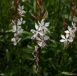 Whirling Butterflies Wandflower - Nature Hills Nursery - #1 Container - 