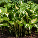 Whirlwind Hosta - Nature Hills Nursery - #1 Container - 