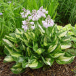 Whirlwind Hosta - Nature Hills Nursery - #1 Container - 