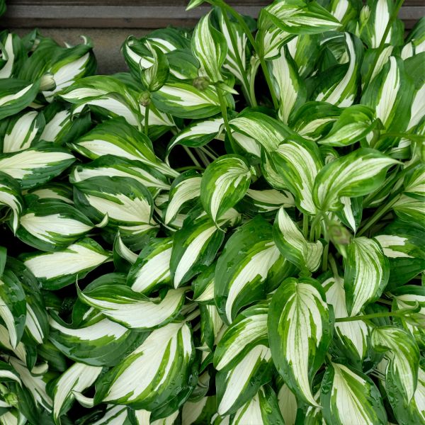 Whirlwind Hosta - Nature Hills Nursery - #1 Container - 
