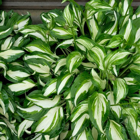 Whirlwind Hosta - Nature Hills Nursery - #1 Container - 