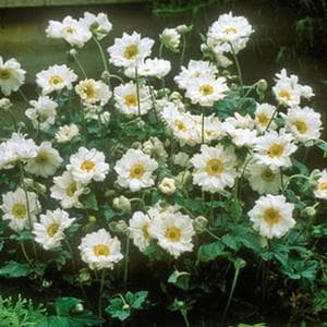 Whirlwind Japanese Anemone - Nature Hills Nursery - #1 Container - 