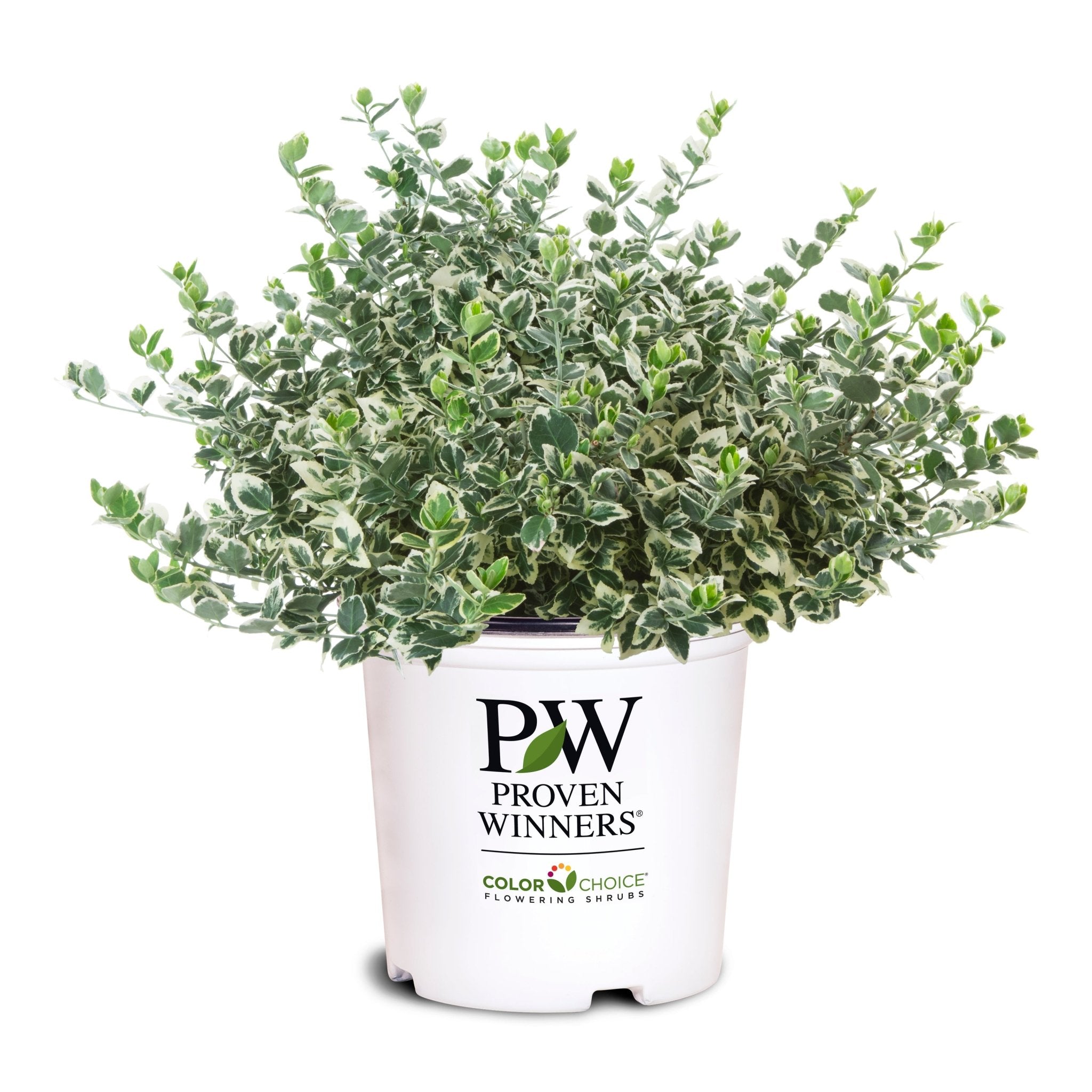 White Album® Wintercreeper | Variegated Evergreen | Nature Hills