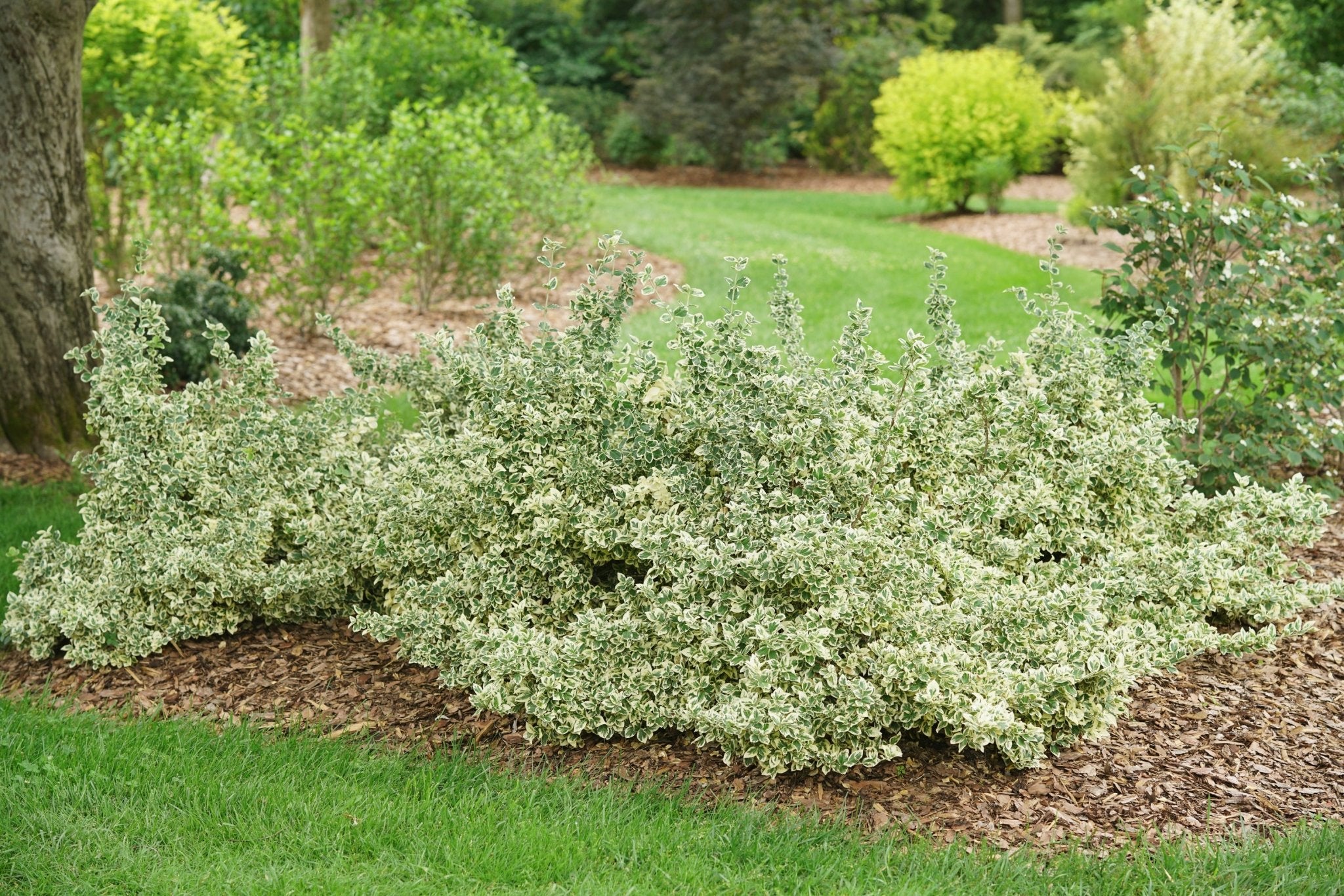 White Album® Wintercreeper | Variegated Evergreen | Nature Hills White Album® Wintercreeper | Variegated Evergreen | Nature Hills