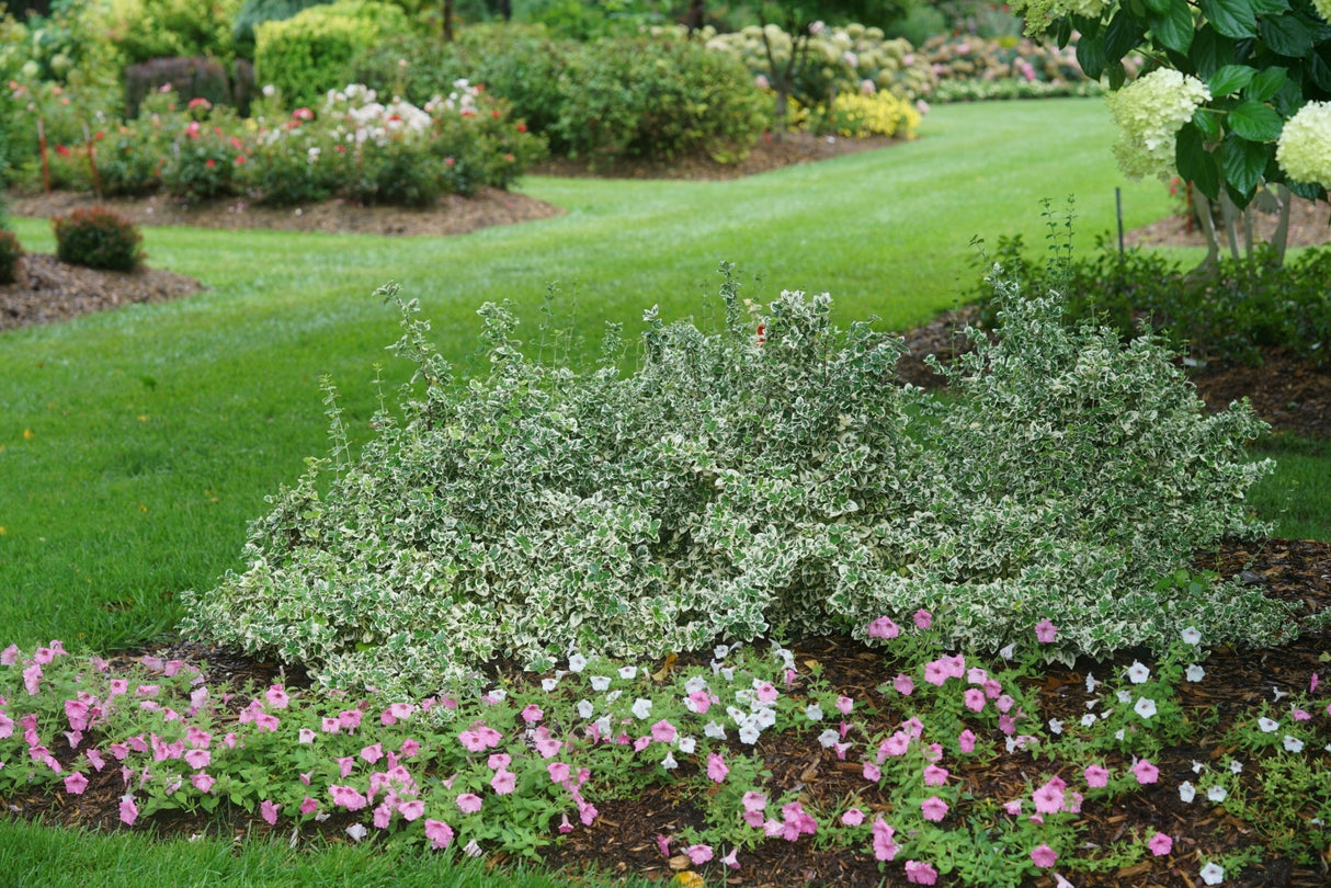 White Album® Wintercreeper Euonymus