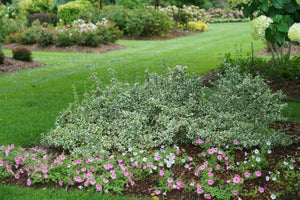 White Album® Wintercreeper Euonymus
