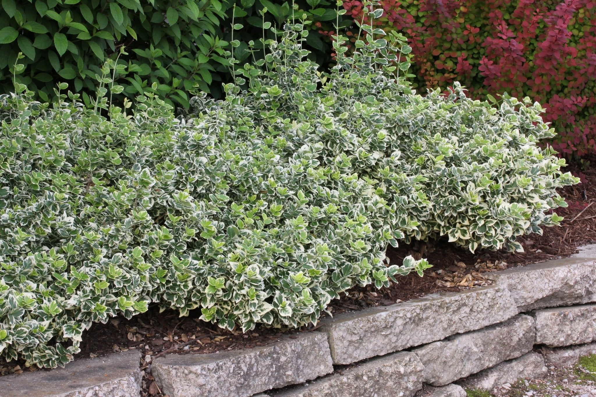 White Album® Wintercreeper | Variegated Evergreen | Nature Hills White Album® Wintercreeper | Variegated Evergreen | Nature Hills