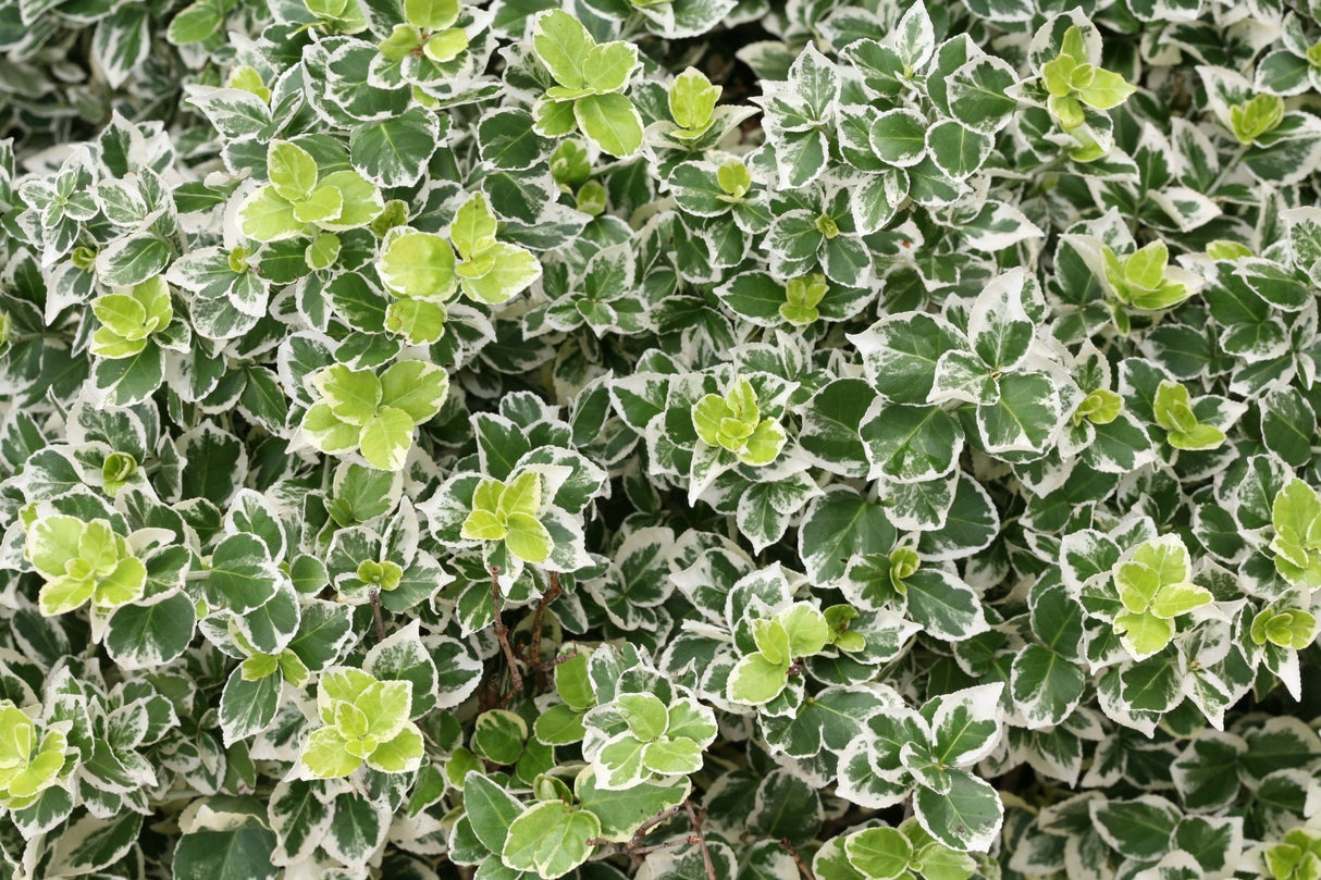 White Album® Wintercreeper Euonymus