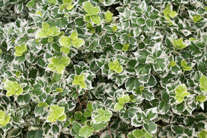 White Album® Wintercreeper Euonymus