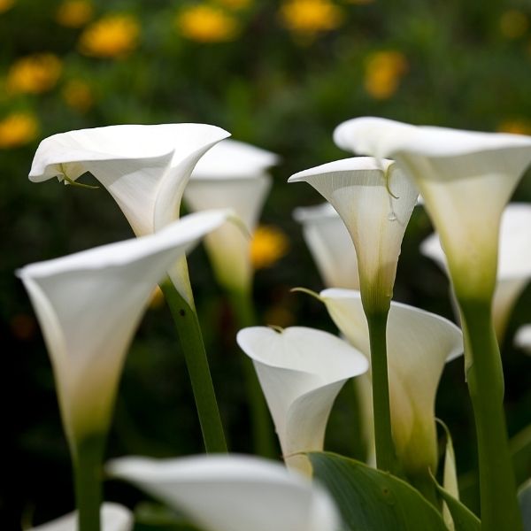 White Calla Lily - Nature Hills Nursery - #1 Container 2 Pack - 