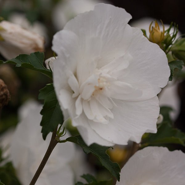 non seeding rose of sharon Proven Winners Rose of Sharon (Hibiscus) White Chiffon