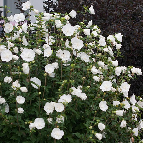 non seeding rose of sharon Proven Winners Rose of Sharon (Hibiscus) White Chiffon