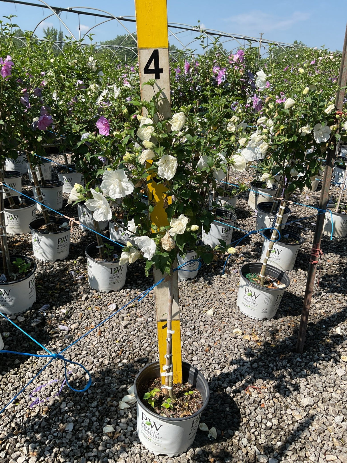 White Chiffon Rose of Sharon tree form in a Proven Winners container displaying abundant double white blooms at a nursery.