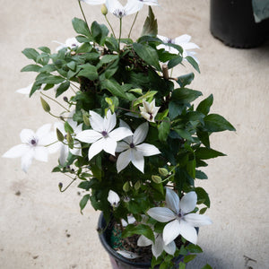 A potted climbing plant growing on a small bamboo trellis, showcasing large, white, star-shaped flowers with purple centers.
