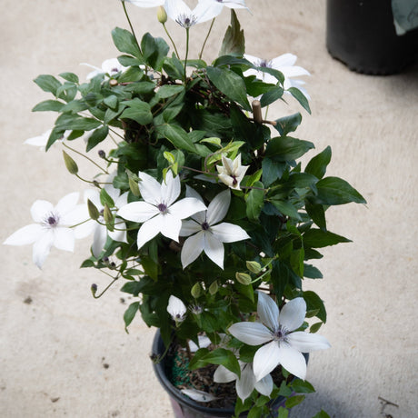 A potted climbing plant growing on a small bamboo trellis, showcasing large, white, star-shaped flowers with purple centers.