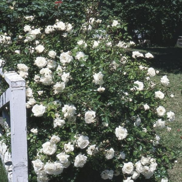 White Dawn&reg; Climbing Rose - Nature Hills Nursery - #2 Container - 