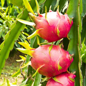 White Dragon Fruit Plant - Nature Hills Nursery - #5 Container - 