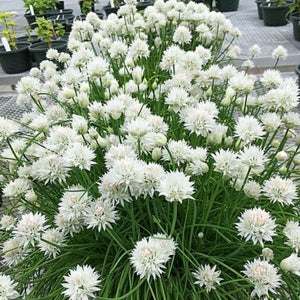 White Flowering Chives - Nature Hills Nursery - Quart Container - 