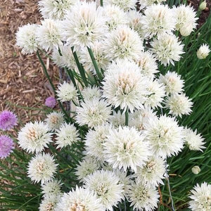White Flowering Chives - Nature Hills Nursery - Quart Container - 