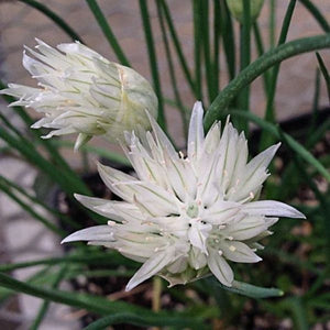 White Flowering Chives - Nature Hills Nursery - Quart Container - 