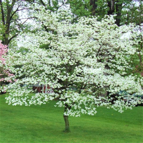 Close-up of white cornus flowers on White Flowering Dogwood blooming in early spring.