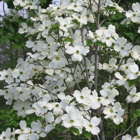 Deciduous foliage of White Flowering Dogwood (Cornus florida) in a garden setting.