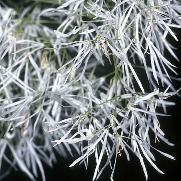 white fringe lily White Fringe Tree