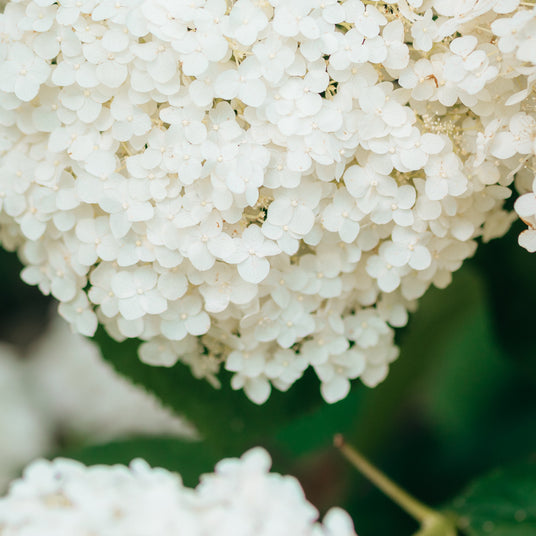 Close-up shot of a large cluster of blooming white hydrangea flowers with green leaves in the background.