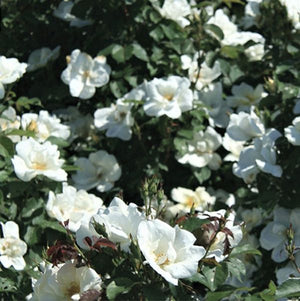 White Knock Out&reg; Rose