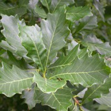 Deciduous foliage of White Oak Tree (Quercus alba) in a garden setting.